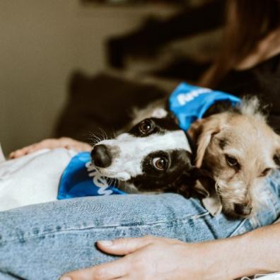 Dogs on lady's lap