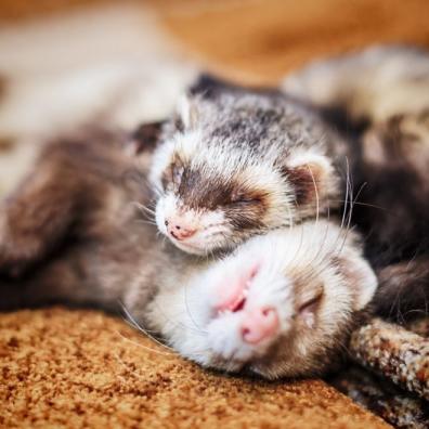 Ferrets