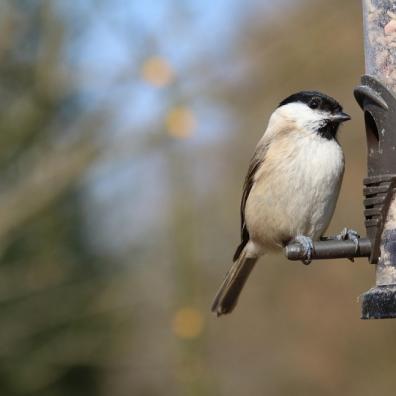 Garden Bird Feeder