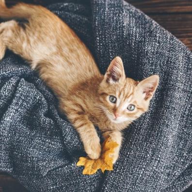 Ginger Kitten