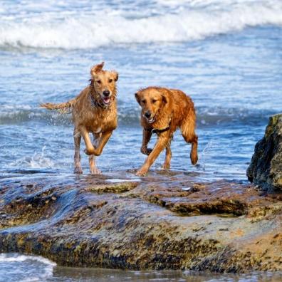 Golden Retriever Dogs Running on Beach Rocks
