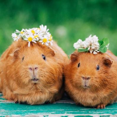 Guinea pigs