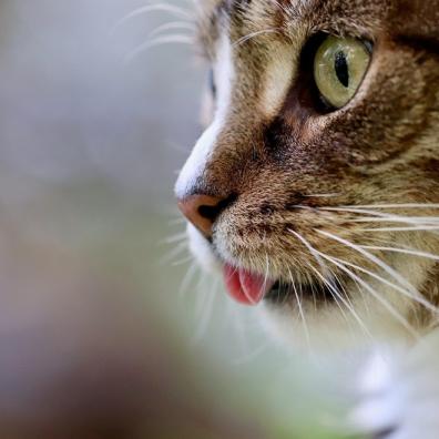 International cats day