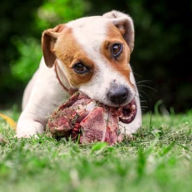 Jack Russell Terrier Dog Eat A Raw Bone