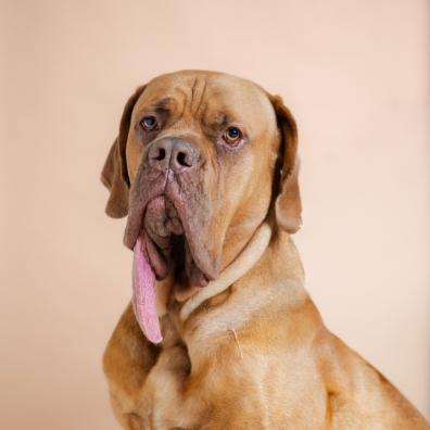 Ozzy the dog with long tongue