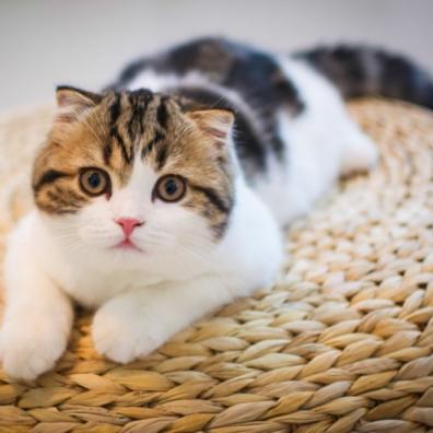 Naughty cute cat