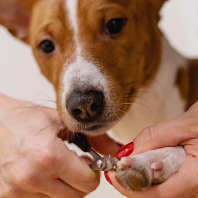 Pampered Pets
