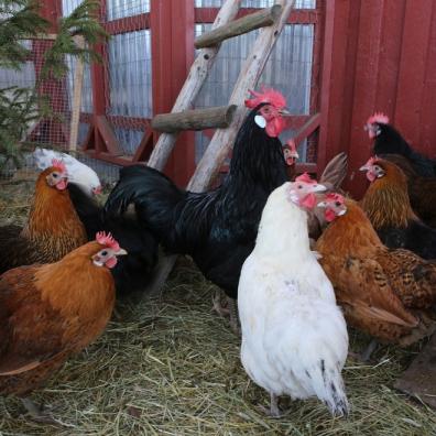 Pet Chickens