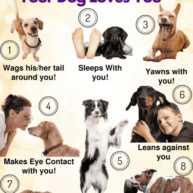 Discover How Your Dog Expresses Unconditional Love