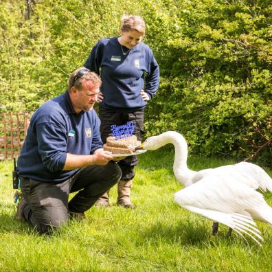 Pickles the Leeds Castle Swan Turns 30