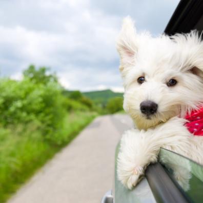 #PamperedPooch #PetFriendlyJourneys #CanineCalming #MotionSicknessSolutions #OnTheRoadWithFido #Heal