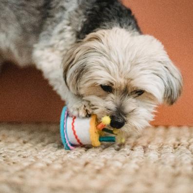 A puppy eating a treat