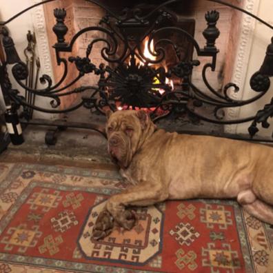 A brown dog lying in front of a fireplace 