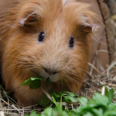 Red guinea pig