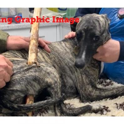 Roxy with Stick impaled - Vets Now 