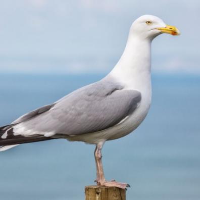 Seagull