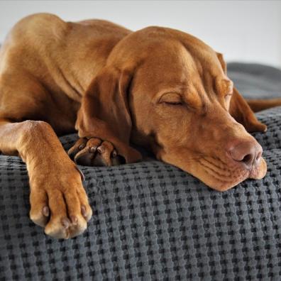 Spoil your dog day