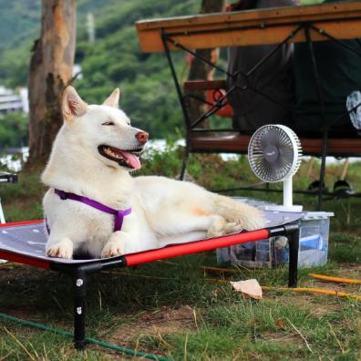 Top tips Pets In Hot Weather