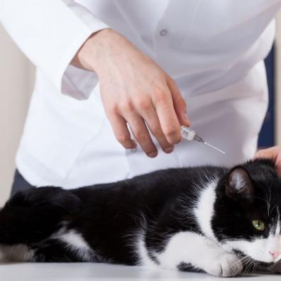 Annual Cat Booster Vaccinations 