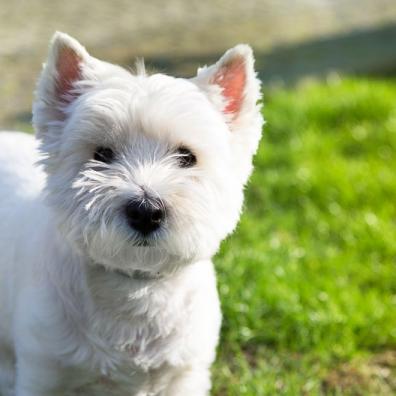 West Highland white terrier