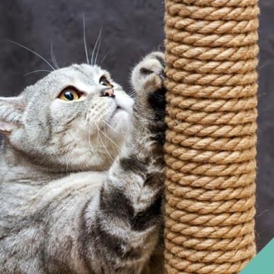 A cat using a scratching post