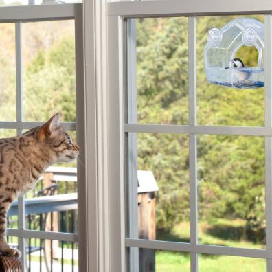 A cat watching a bird