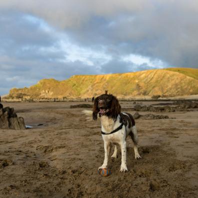springer spaniel dog with his ball standing on the sand near rocks on a beach in Cornwall 