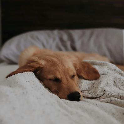 Sleeping dog