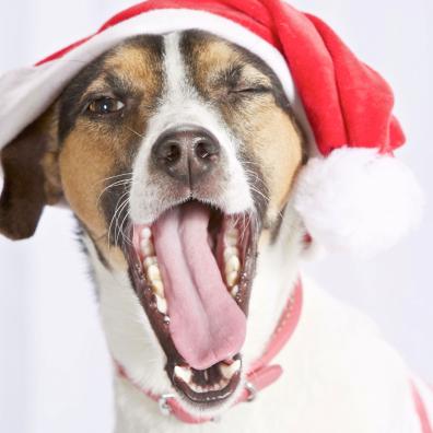 Dog in a Christmas hat