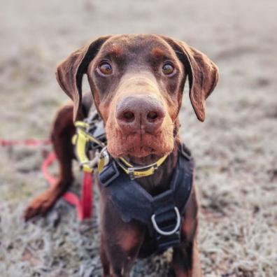 dog on a cold weather walk
