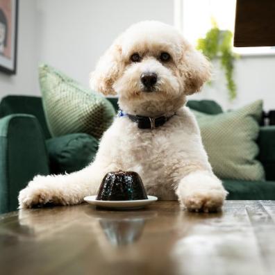 Image credit: ACME Kennels