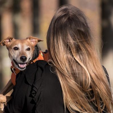 dog survey