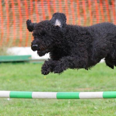 Dog agility