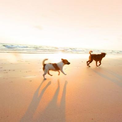 Dogs running on the beach