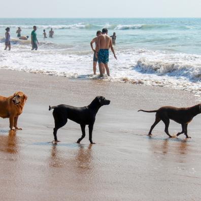 With schools across the country breaking up for the summer holidays, millions of families will be flocking to the seaside to make the most of the warm weather. And with a third of all UK households now owning a dog, many families will be choosing to share