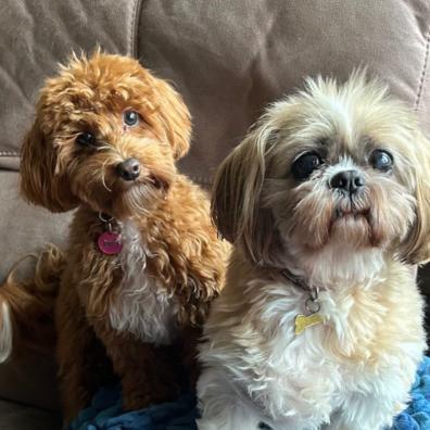 two cute dogs sitting on a sofa