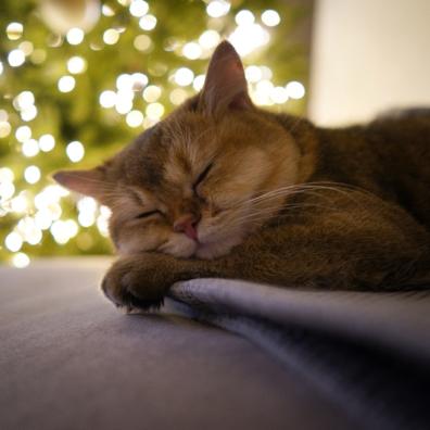 A sleeping cat at Christmas
