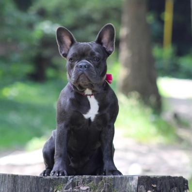 French Bulldog