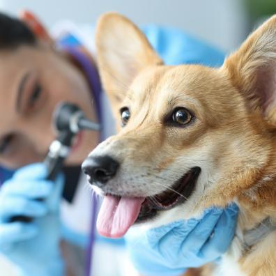 Corgi dog having its ears examined by a veterinary