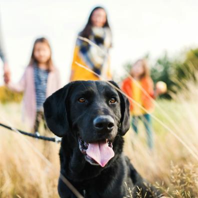 family walking their black Labrador dog