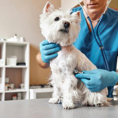 A white Scottish Terrier being examined by a veterinarian