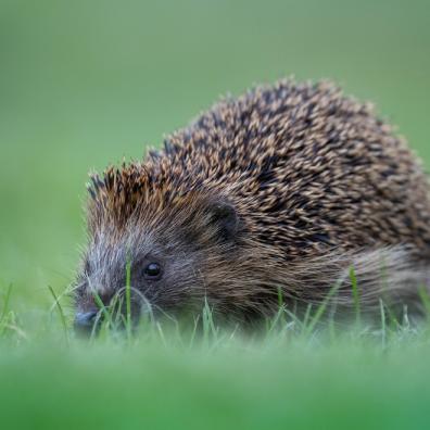 Hedgehog Garden