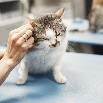 A kitten on a vet's table