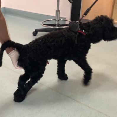 Paralysed dog getting veterinary treatment 