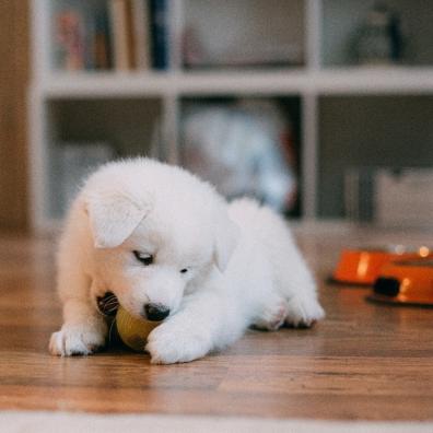 A white puppy plays with a ball