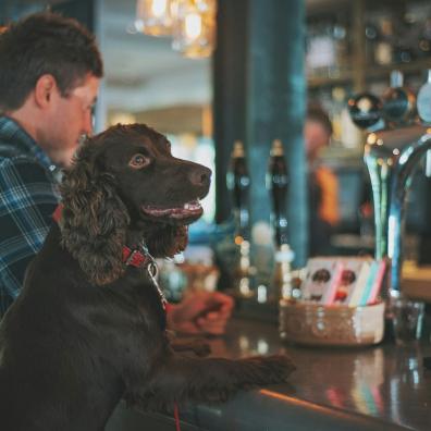 dog and owner sitting at a bar in a public house