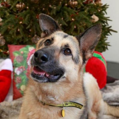 German Shepherd at Christmas