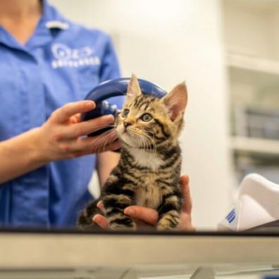 kitten being scanned for a microchip by nurse
