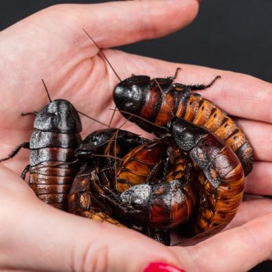 madagascar-hissing-cockroach