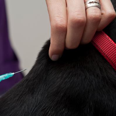 Close-up Photo of Pet being injected with Medicine